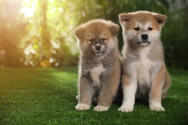 Entzückende Akita Inu Welpen Auf Grünem Gras Freien — Stockfoto