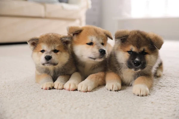 Schattige Akita Inu Puppies Tapijt Binnen — Stockfoto