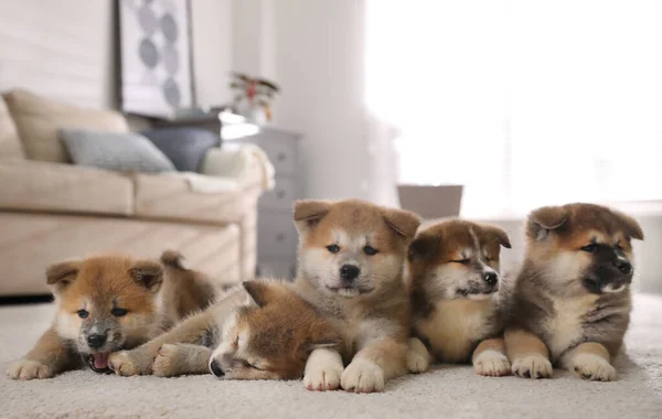 Imádnivaló Akita Inu Kölykök Szőnyegen Otthon — Stock Fotó