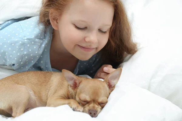 ベッドの中で彼女のChihuahua犬と女の子 幼児用ペット — ストック写真