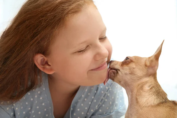 ライトの背景に彼女のChihuahua犬と女の子 幼児用ペット — ストック写真