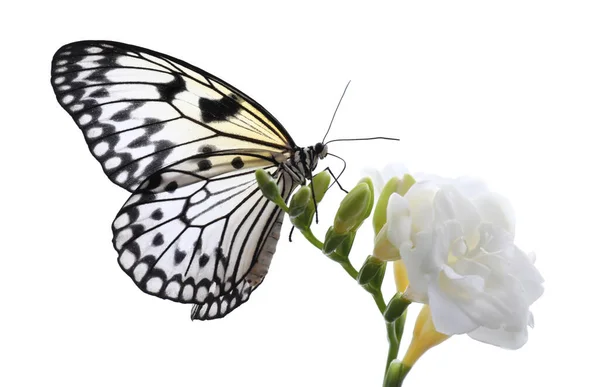 Beau Papillon Papier Riz Assis Sur Une Fleur Freesia Sur — Photo