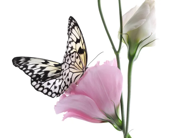 Beau Papillon Papier Riz Assis Sur Une Fleur Eustomie Sur — Photo