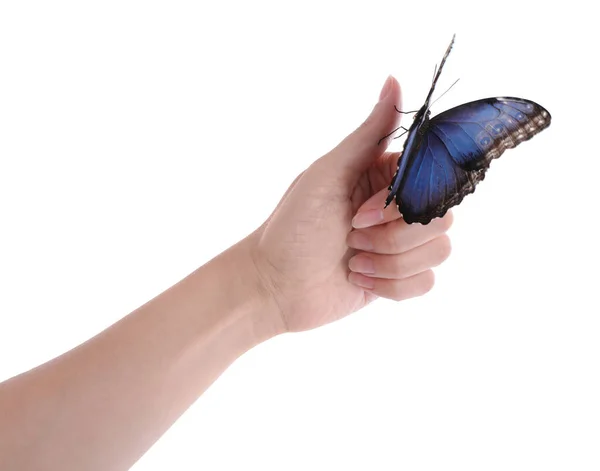 Mujer Sosteniendo Hermosa Mariposa Morfo Común Sobre Fondo Blanco Primer — Foto de Stock