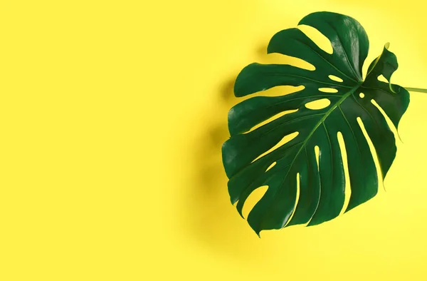 Prachtig Monstera Blad Gele Achtergrond Ruimte Voor Tekst Tropische Planten — Stockfoto