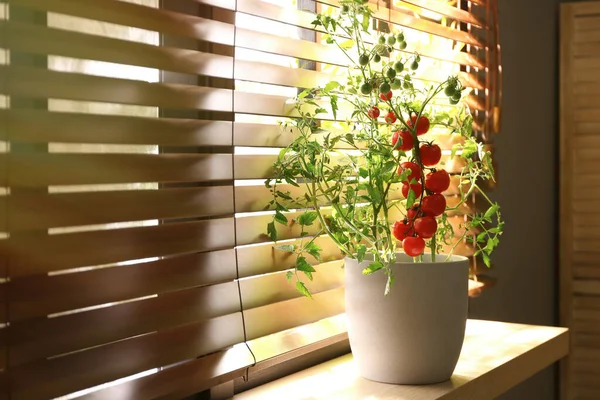 Planta Tomate Vaso Soleira Janela Dentro Casa — Fotografia de Stock