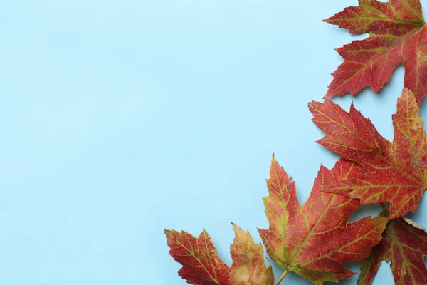 Bunte Herbstblätter Auf Hellblauem Hintergrund Flach Gelegt Raum Für Text — Stockfoto