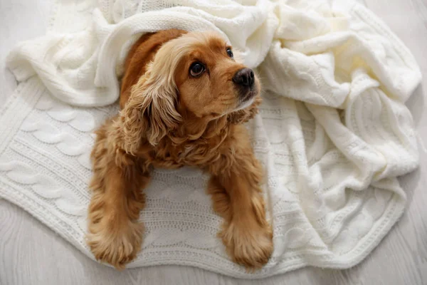 Cute Angielski Cocker Spaniel Pies Kratę Podłodze Powyżej Widok — Zdjęcie stockowe