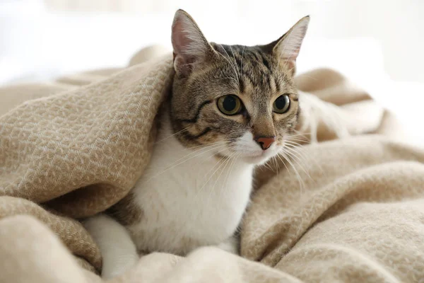 Evdeki Yatakta Ekoseli Kumaşın Altında Sevimli Bir Kedi Yakın Plan — Stok fotoğraf