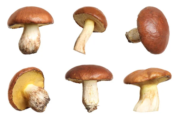 Set Van Verse Glibberige Jack Champignons Witte Achtergrond — Stockfoto