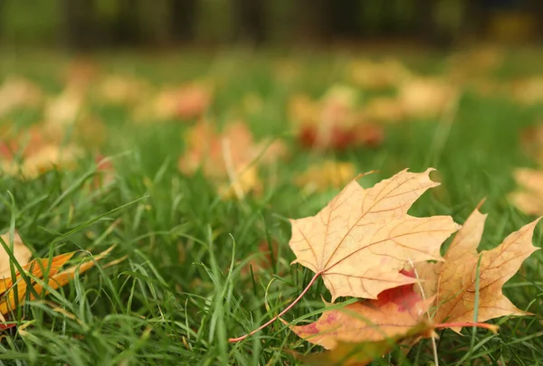 Fallen Leaves Green Grass Park Autumn Day Closeup Stock Image