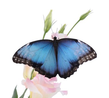 Güzel morpho kelebeği, beyaz arka planda Eustoma çiçeğinin üzerinde oturuyor.