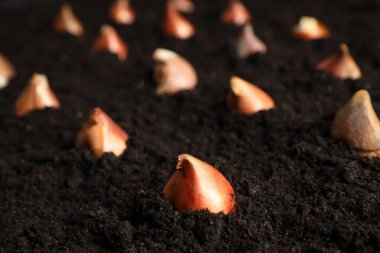 Toprağa çok sayıda lale soğanı ekilir, yakın plan.