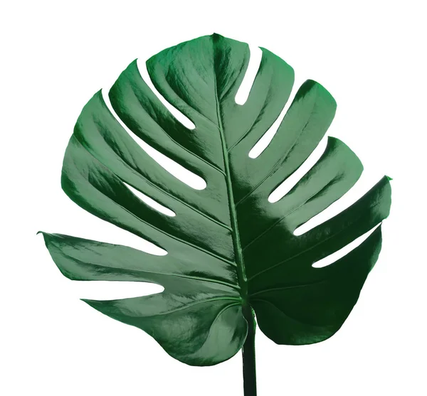 Bela Folha Monstera Isolado Branco Plantas Tropicais — Fotografia de Stock