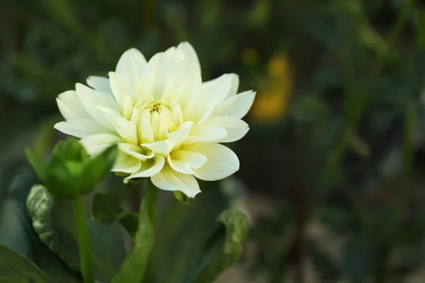 Цветет Белая Далия Зеленом Саду — стоковое фото