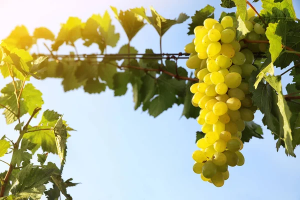 Deliciosas Uvas Maduras Vinha Temporada Colheita — Fotografia de Stock