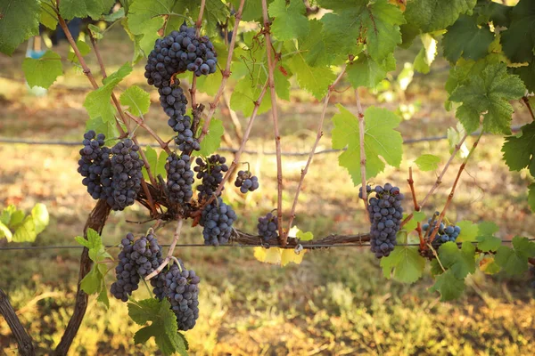 葡萄园里美味的成熟葡萄 收获季节 — 图库照片