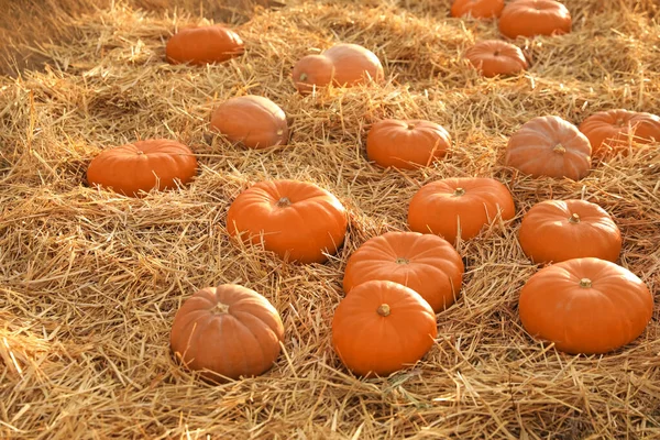 Reife Orangefarbene Kürbisse Zwischen Stroh Auf Dem Feld — Stockfoto