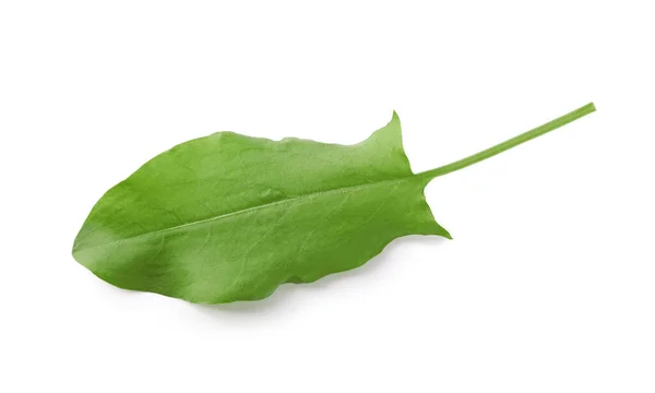 Čerstvě Zelený Jediný Šťavelový List Izolovaný Bílém Nad Pohledem — Stock fotografie