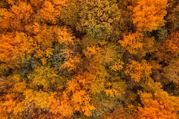 Красивий Вид Повітря Ліс Восени — стокове фото