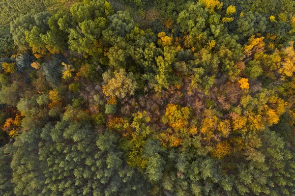 Krásný Letecký Pohled Les Podzim — Stock fotografie