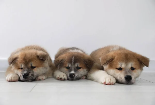 Adorabile Akita Inu Cuccioli Sul Pavimento Vicino Alla Parete Luminosa — Foto Stock