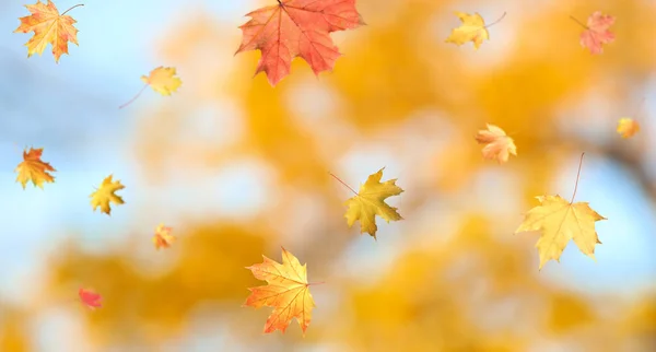 Höstsäsong Vackra Blad Faller Parken Banderolldesign — Stockfoto