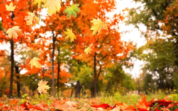 Saison Automne Belles Feuilles Tombant Dans Parc — Photo