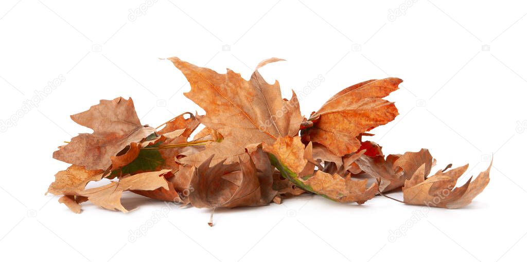 Heap of fallen leaves on white background. Autumn season