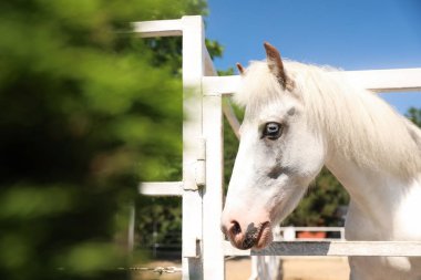 Güneşli bir günde çayırda beyaz at. Güzel hayvan.