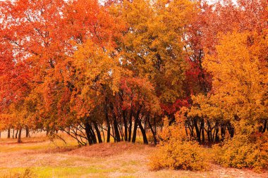Sonbahar günü ağaçlı güzel bir park manzarası.