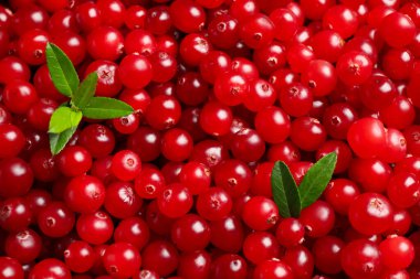 Arka planda yaprakları olan taze kızılcıklar, yakın plan.