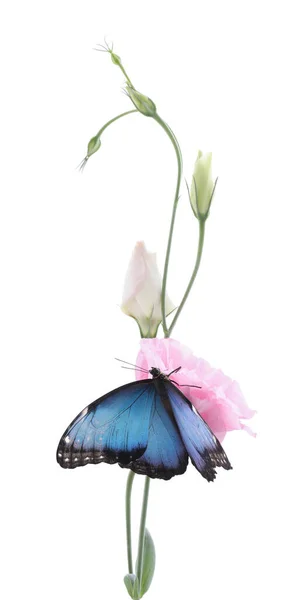 Bella Farfalla Morpho Comune Seduto Eustoma Fiore Contro Sfondo Bianco — Foto Stock