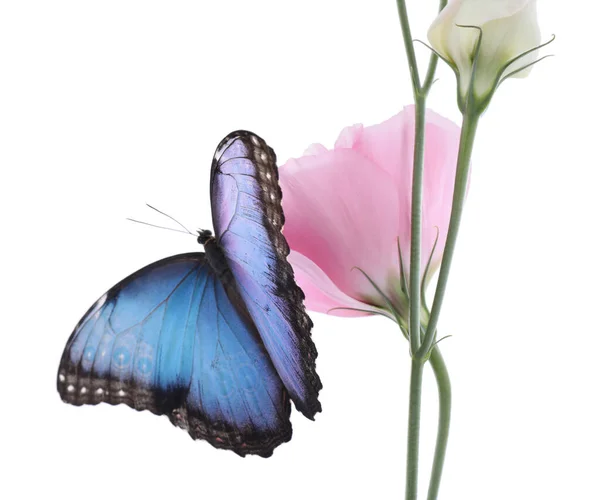 Bella Farfalla Morpho Comune Seduto Eustoma Fiore Contro Sfondo Bianco — Foto Stock