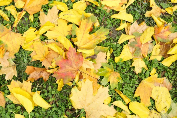 Färgglada Höstlöv Grön Gräsmatta Parken Ovanifrån — Stockfoto