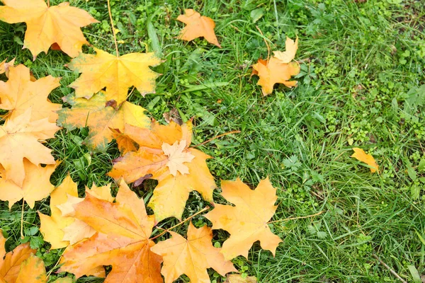 Färgglada Höstlöv Grön Gräsmatta Parken Ovan Utsikt — Stockfoto