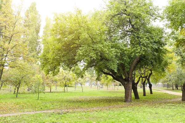 Belle Vue Parc Avec Des Arbres Jour Automne — Photo