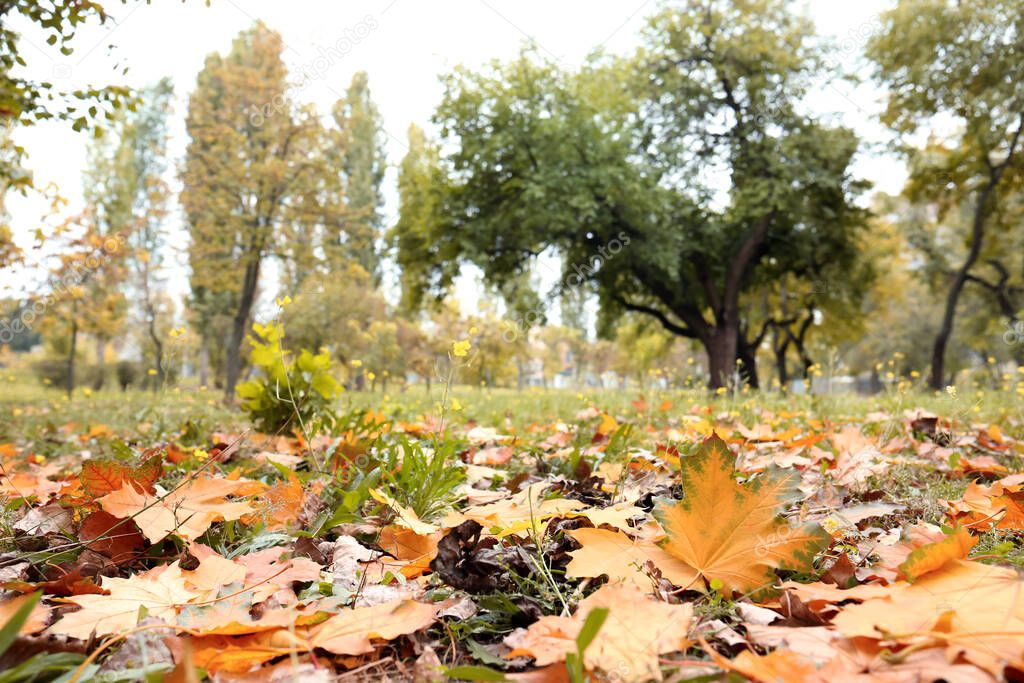 Colorful autumn leaves on green lawn in park