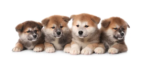 Adorables Cachorros Akita Inu Sobre Fondo Blanco —  Fotos de Stock