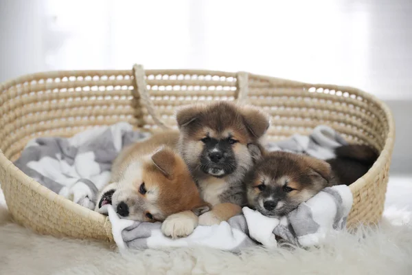 Adorable Akita Inu Puppies Dog Bed Indoors — Stock Photo, Image