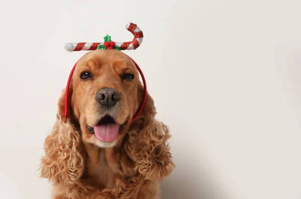 Adorable Cocker Spaniel Dog Festive Headband White Background Space Text — Stock Photo, Image