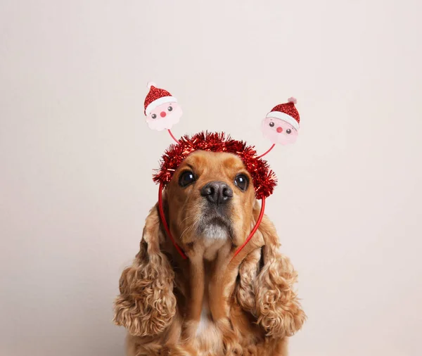 Adorable Cocker Spaniel Dog Santa Headband Light Background — Stock Photo, Image