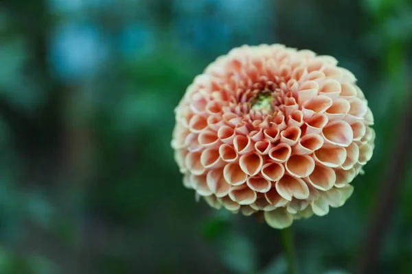 Vacker Blommande Rosa Dahlia Blomma Grön Trädgård Närbild — Stockfoto