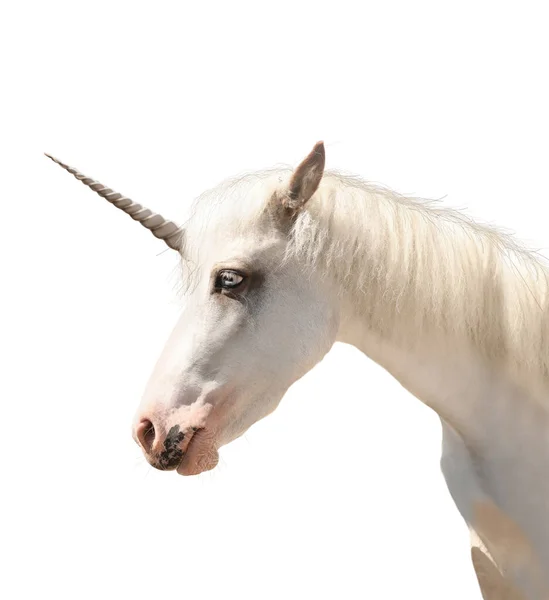 Amazing Unicorn Beautiful Mane White Background — Stock Photo, Image