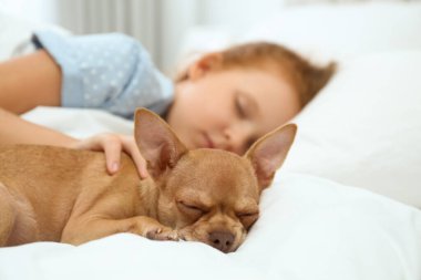 Küçük kız ve Chihuahua köpeği yatakta. Çocukluk hayvanı.