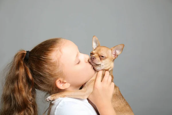 Klein Meisje Met Haar Chihuahua Hondje Grijze Achtergrond Jeugd Huisdier — Stockfoto