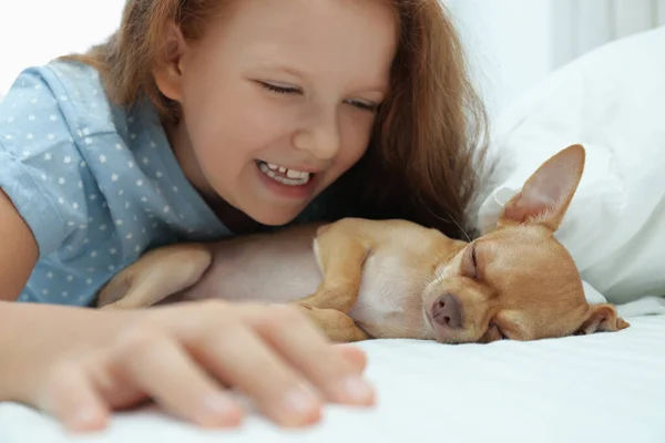 Menina Com Seu Cachorro Chihuahua Cama Animal Estimação Infância — Fotografia de Stock