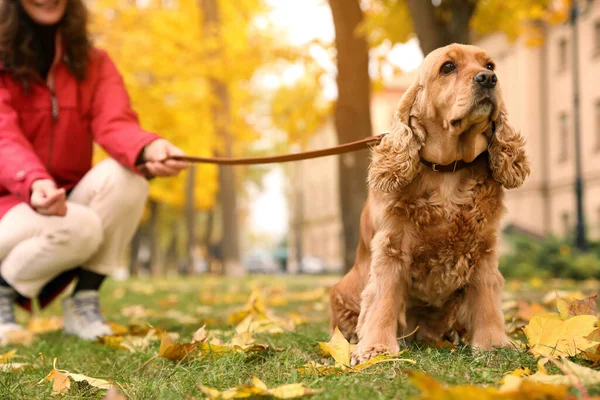 Γυναίκα Χαριτωμένο Cocker Spaniel Στο Πάρκο Την Ημέρα Του Φθινοπώρου — Φωτογραφία Αρχείου