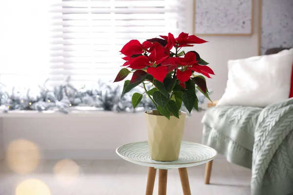 Belle Poinsettia Pot Fleur Noël Traditionnelle Sur Table Maison Espace — Photo
