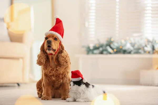 Adorable Cocker Spaniel Dog Cat Santa Hats Indoors — Stock Photo, Image